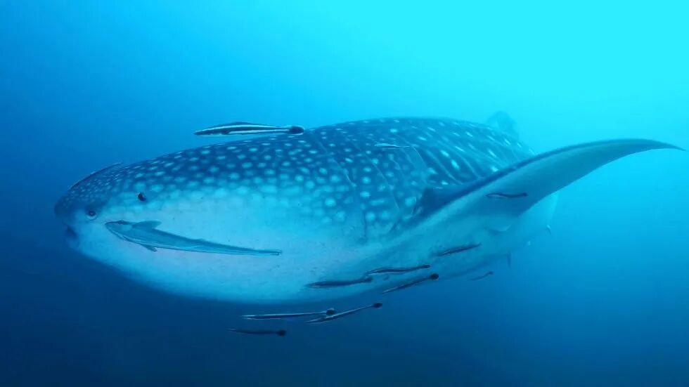 Whale at Similan Thailand